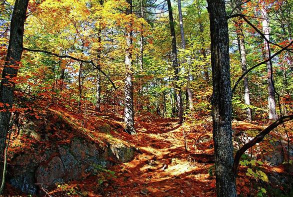 Forest in the fall with birch, maple and evergreen trees, filtered sunlight and pine and leaf laden forest floor and foliage in red, green and yellow at Killarney Provincial Park Ontario