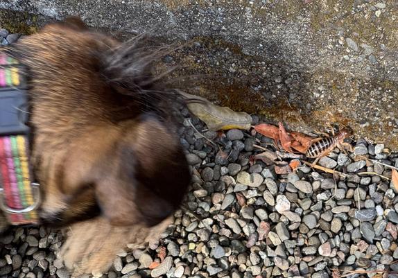 a blurred dachshund head and neck looking at a potato bug