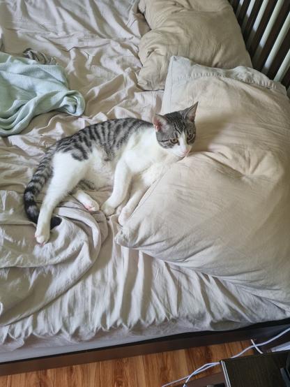 Gizmo, a white and grey cat lying on a bed with his head resting on the pillow