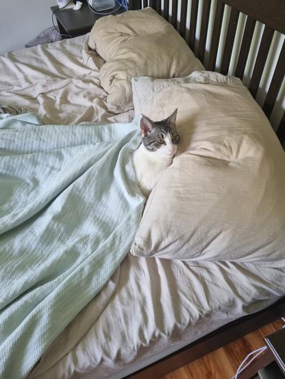 Gizmo is now tucked in with a blanket