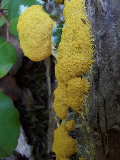 the bright yellow delicate webbing of a Dog Vomit slime mold in prominent in the vertical axis of this photo covering tree bark - to the left of the vertical slime mold is another rounder yellow fruiting body. In the background there are a few shiny green leaves of a native shrub - salal. Photo taken near Campbell River on Vancouver Island.