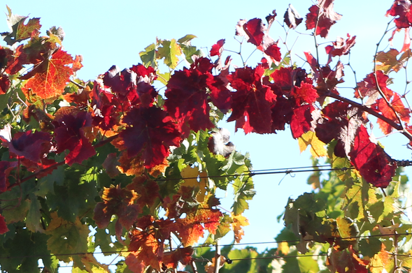 A cane of a grapevine full of deep red leaves arches over the trellising. Other leaves on the grapevine are green and some are turning orange with a hint of red.