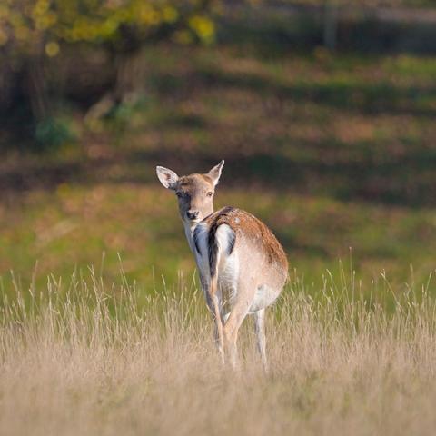 A fallow deer looks back into the camera.

Exif:
Camera: Canon EOS 750D
Lens: Sigma 150-600mm
Edited with Darktable and GIMP, cropped