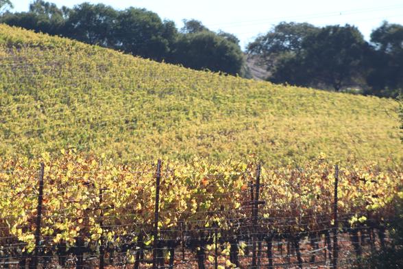 A hill covered with grapevines that have yellow leaves. The hill slopes to the right. Just over the crest of the hill grows the dark green California Live Oaks.