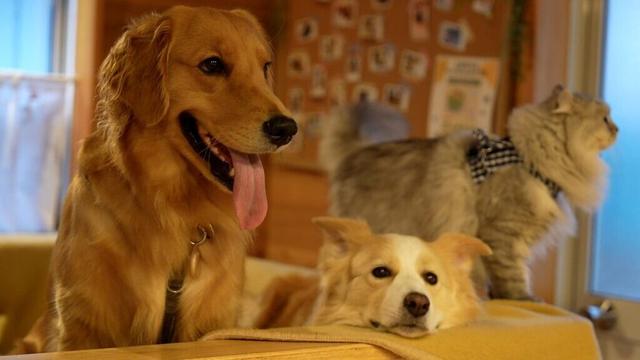 犬と酵素風呂に入ったらこうなりました...【ボーダーコリー•ゴールデンレトリバー】