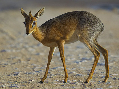 Not a dick pic, but a dik-dik pic