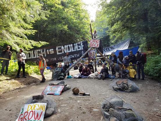Jane, in her walker with yellow police tape & chained to a hardblock tripod(far right) at a logging road blockade. Other activists are on ground, chained to same tripod block. Landback banner is atop tripod with activist. Enough is Enough banner is on the left.
Some photojournalists are on far right, near Jane. Activists are scattered around & behind tripod hardblock. Forest surrounds the scene.