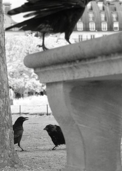 Black and white, infrared photography: Three crows, one with its beak open enters the frame from behind a tree trunk on the left. Next to it, a second crow looks at the viewer from behind a bench that fills the foreground of the frame. On top of the bench, a third crow‘s feet and bottom can be seen. In the background, some leafy trees or shrubs in white, and the roof of a building lined with windows, characteristic for Paris, fills the top right of the frame.