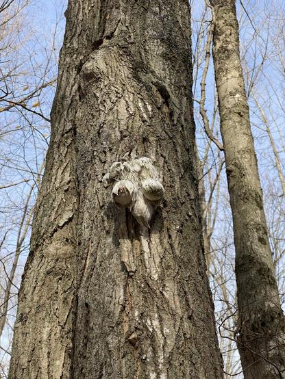 A rotten stuffed toy nailed overhead to a maple tree.
