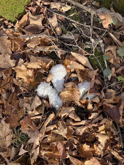 Autumn leaves and moss. Hidden amongst the leaves are the remains of a white teddy bear. All the stuffing has been pulled out.
