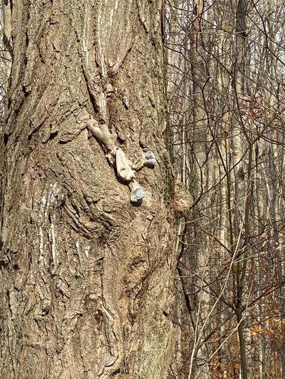 The unidentifiable, rotted remains of some sort of stuffed toy way up a massive maple tree.