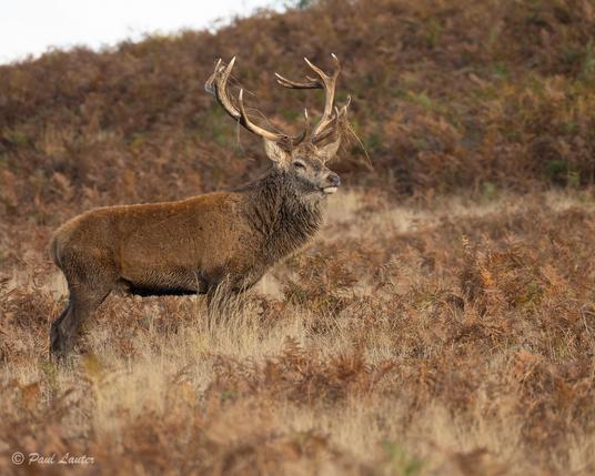 Red Deer Stag with some bracken on antlers