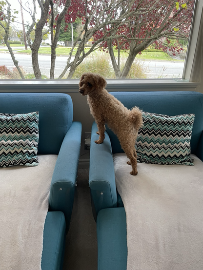 A brown mini poodle is on high alert on a teal chair with a view out the window.