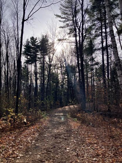 A trail in the afternoon sun in November. Deciduous trees are bare, conifers have kept their green coats. The trail is littered with leaves. The sun is low in the sky.