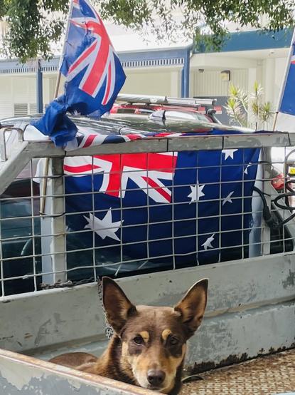 A common sight: Dog on a short chain on a very hot ute at high temperatures, NSW
