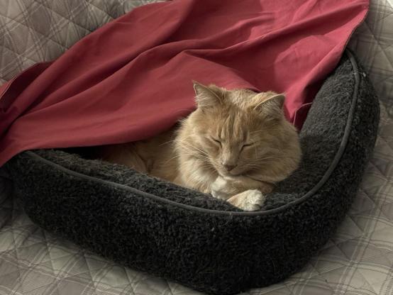 Orange Cat sleeping in his bed, covered by a blanket, eyes closed and paws crossed