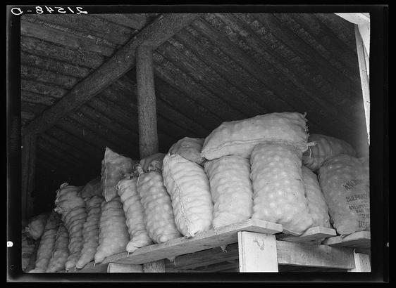 The image is a black and white photograph showcasing numerous sacks of onions stored in what appears to be an attic or barn structure. The wood beams overhead suggest the space might serve as storage for agricultural produce, possibly during off-seasons when harvesting slows down.

Each sack seems meticulously packed with onions, hinting at careful preservation practices likely aimed at maintaining quality until market readiness. Some bags are labeled "SULPHATE," which may indicate they were treated to prevent spoilage through chemical treatment of the onion skins or contents itself.

The date '0-84215' visible in a corner might be an identification number for the photograph, possibly part of a cataloging system used by the photographer Dorothea Lange. The location mentioned is Malheur County, Oregon, which along with "Fifty-pound bags of onions," suggests this could have been captured during or after World War II when such agricultural practices were prevalent.

The image encapsulates a moment in time, reflecting both rural life and commerce within an American context from the early 20th century. Lange's works often highlighted social issues like poverty, labor conditions, etc., thus potentially this photo might be illustrating one of those facets through its depiction of onions' storage for market sale.

The overall atmosphere is quite somber yet serene with a sense of quiet diligence in maintaining produce stockpiles  [...]