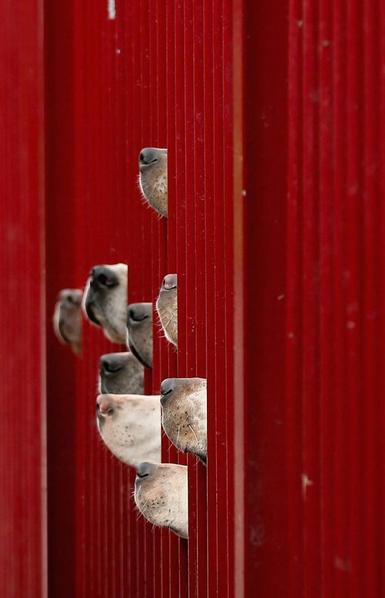 Photography. A color photo of nine dog snouts peering out from between red bars. The photograph shows the dogs of the Cheshire Forest Hunt pushing their muzzles through the red bars of their kennels as they eagerly await their morning walk in preparation for the start of the new hunting season on October 31.
Info: Christopher Furlong is a well-known news photographer from the UK. Among other things, he is chief photographer at Getty Images.