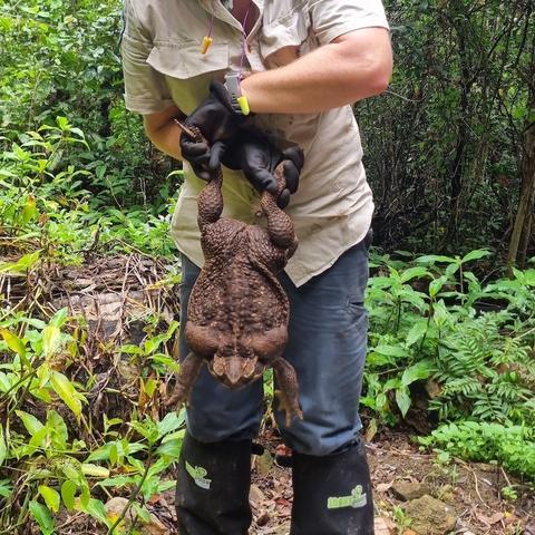 toadzilla-la-decouverte-dun-crapaud-geant-dans-une-foret-australienne-1.