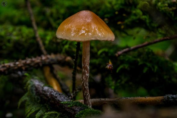 Brown coloured mushroom among twigs and moss on forest floor