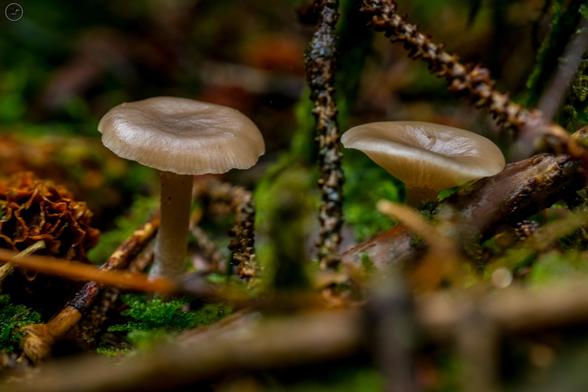 Pair of grey coloured mushrooms among twigs and moss on forest floor