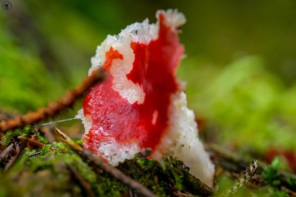 Red and white coloured chewed up mushroom among twigs and moss on forest floor