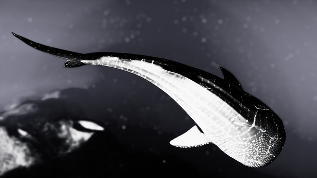 A whale shark seen from above, in black and white but for the background in dark greish blue.