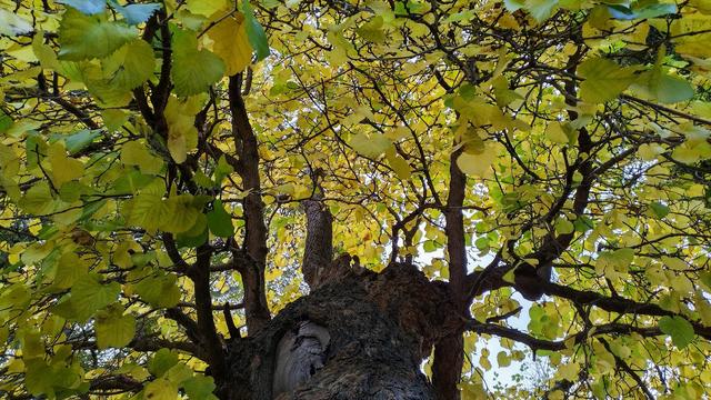 A view of the Richard Jefferies Museum's mulberry tree from below, just as the leaves are turning yellow in the autumn.