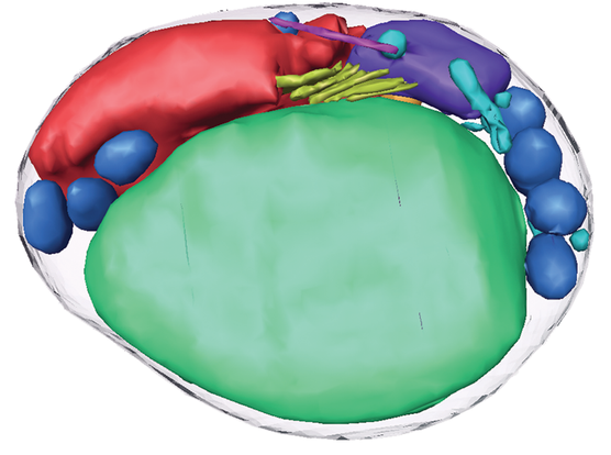 A cell image from electron microscopy. Its colour-coded parts show how tiny the cell is. The single chloroplast, here coloured green, occupies more than half the cell.
Under CC-BY 4.0 licence from 
Henderson GP, Gan L, Jensen GJ (2007) 3-D Ultrastructure of O. tauri: Electron Cryotomography of an Entire Eukaryotic Cell. PLoS ONE 2(8): e749. https://doi.org/10.1371/journal.pone.0000749