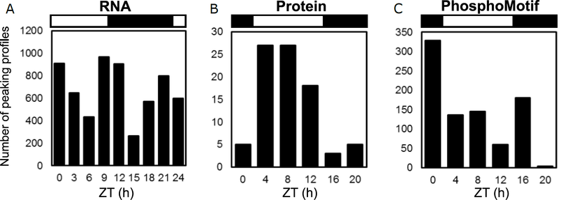 Graphs showing that rhythmic RNAs peak at all times of day but rhythmic proteins mostly peak in day-time, and many Phospho-sites peak at ZT0, just before dawn (from Figure 2).