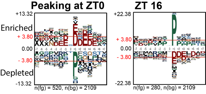 Motif plot showing which amino acids are enriched or depleted in the residues next to the phosphorylated Serine or Threonine, which reflects the preferences of the protein kinase enzymes that do the phosphorylation. Those enzymes seem to work in alternate shifts, because acid residues (D/E) flank the rhythmic phospho-dawn sites that are most phosphorylated at ZT0 before dawn. Many of the evening-peaking sites are followed by Proline (P), characteristic of GSK3b and the cell-cycle kinases. (from Figure 5C)