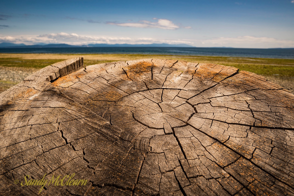 Tree rings on a cut log in the foreground of a beach landscape with mountains on the shoreline in the distance.