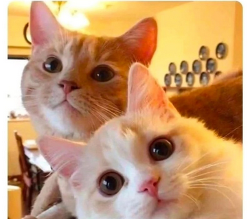 Two kitties, staggered leaning into frame.