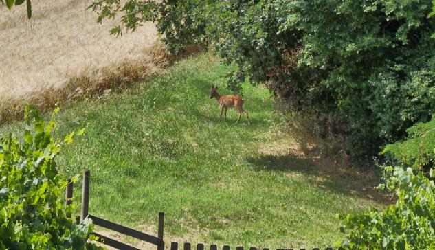 Un capriolo in visita... 

The image shows a roe deer standing in a grassy area, surrounded by trees and vegetation. There's also a fence in the foreground and what looks like a field or a path on the left side.