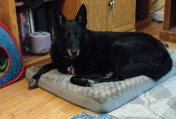 A black German Shepherd mix dog is lying with her head up facing the camera.  She is lying on a grey dog bed in a living room.