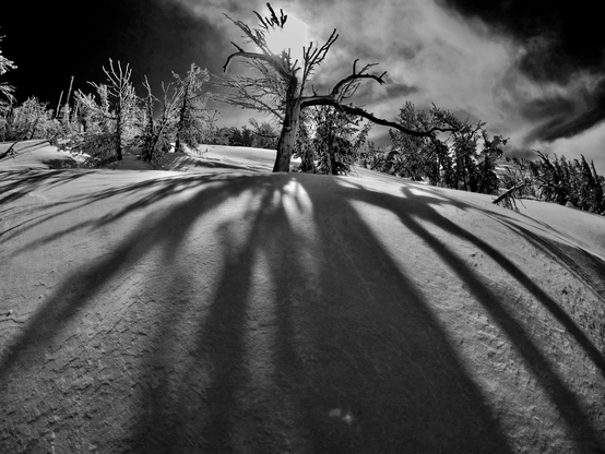 Winter blasts it way back into our lives as a frozen tree casts its shadow over the snow like a spiders legs.
