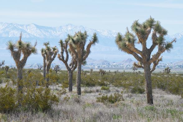 A number of Joshua trees in a desert landscape; snowy mountains in the background.