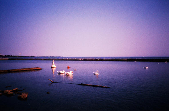 A purple caste photograph of swans swimming by hazard buoys with the breakwater.