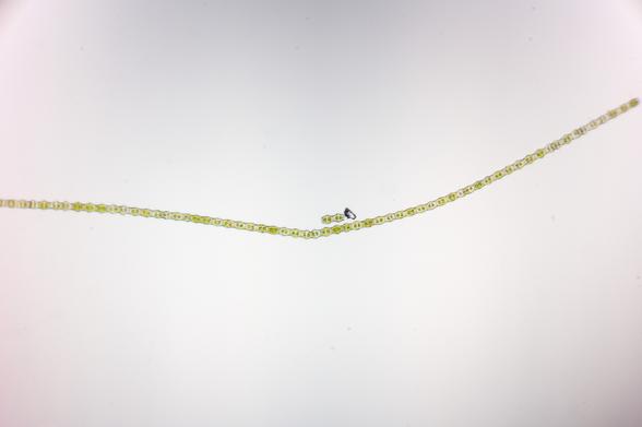 photo of a long green algae filament taken through a microscope at approximately 96x optical magnification

each cell is an elongated hexagon joined to an adjacent cell at each short end, with two distinct green dots inside