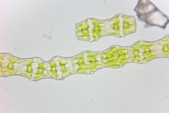 photo of the same specimen again, this time at approximately 912x optical magnification

this shows more or less the same things as the previous image, just larger