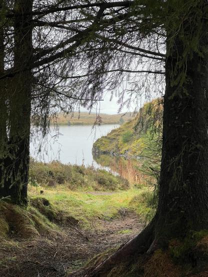 Peaking out through the trees at the reservoir.