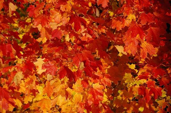 Pe艂no czerwono-pomara艅czowych li艣ci.