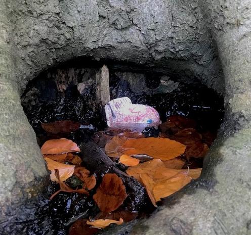 closeup of a tree trunk, showing a knothole filled with water and some rusty colored beech leaves. Someone has placed a pink, carved stone fish in the water.