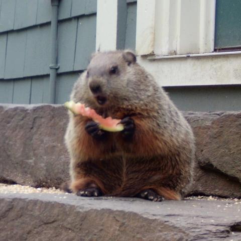 Wildlife camera photograph of a very chunky little groundhog sitting upright on a stone step in front of a house. The groundhog is holding a watermelon rind in its front paws, and its mouth is open as it gets ready to dive in and take another bite.