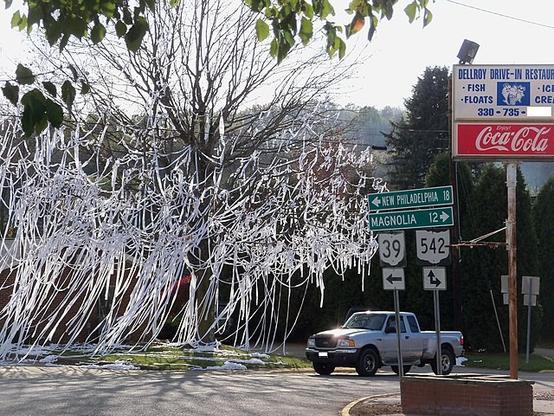 A bare tree covered in streamers of toilet paper. The tree is near a road - road signs and a pick-up truck can be seen.