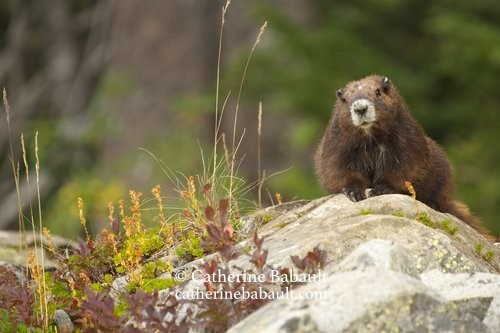 An adult Vancouver Island marmot resting on a boulder. It looks at the camera. The vegetation is short and in autumn foliage.