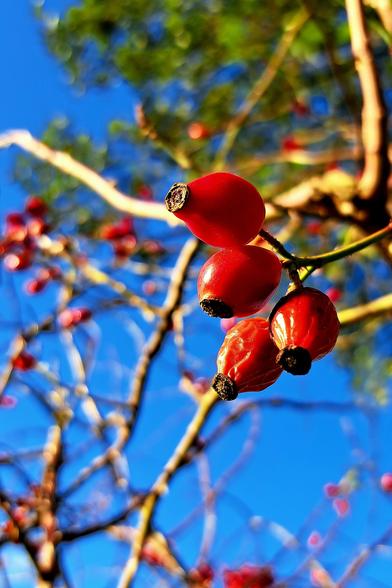 Vier rote Hagebutten an einem Zweig in der Sonne, aus der Nähe fotografiert. Im Hintergrund unscharf: weitere Zweige mit Früchten, grüne Blätter sowie blauer Himmel