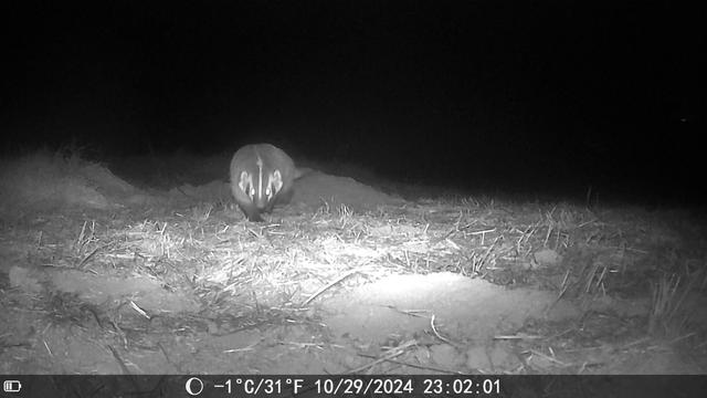 A picture taken at night. To the left of center middle, a badger is walking directly toward the camera.The badger and its immediate surroundings are light, above is black.  It is maybe10 ft from the camera. Its head is cone shaped with the round widest part  at the top narrowing to its nose. There is a thin white stripe from center nose, over its head and  along its back. Its feet and end of nose are darker than the rest of its gray body. The photo makes it look like there are jagged white outline around its eyes, but it's the white rim of the inside of its ears combined with some white cheek markings.  

The badger is low to the ground and is walking on field grass that is mowed short, but right behind it is a large mound of dirt to one side of a hole into the ground (not seen). There is another pile of dirt closer to the bottom right. It looks determined to find a gopher.