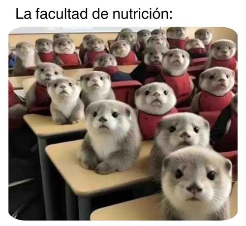 La facultad de nutrición.

Se ve en una aula muchas nutrias prestando atención