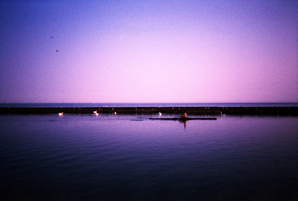 A solitary rower passes a group of swans and other waterfowl wishing the breakwater on a violet colour shifted Lake Ontario.